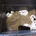 phoca_thumb_m_krlci a zajci 1 Fotogalerie